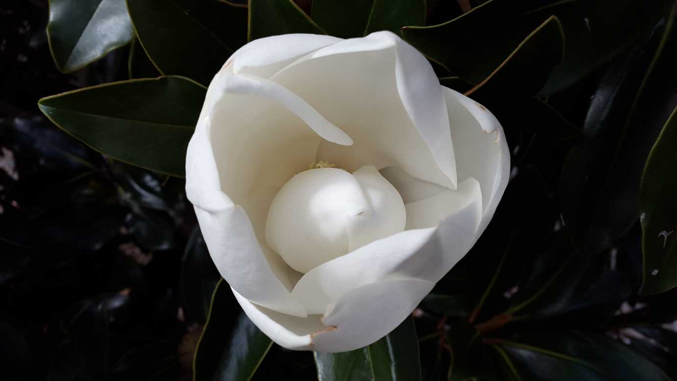 Magnolia grandiflora 'Little Gem' - Alpine Nurseries