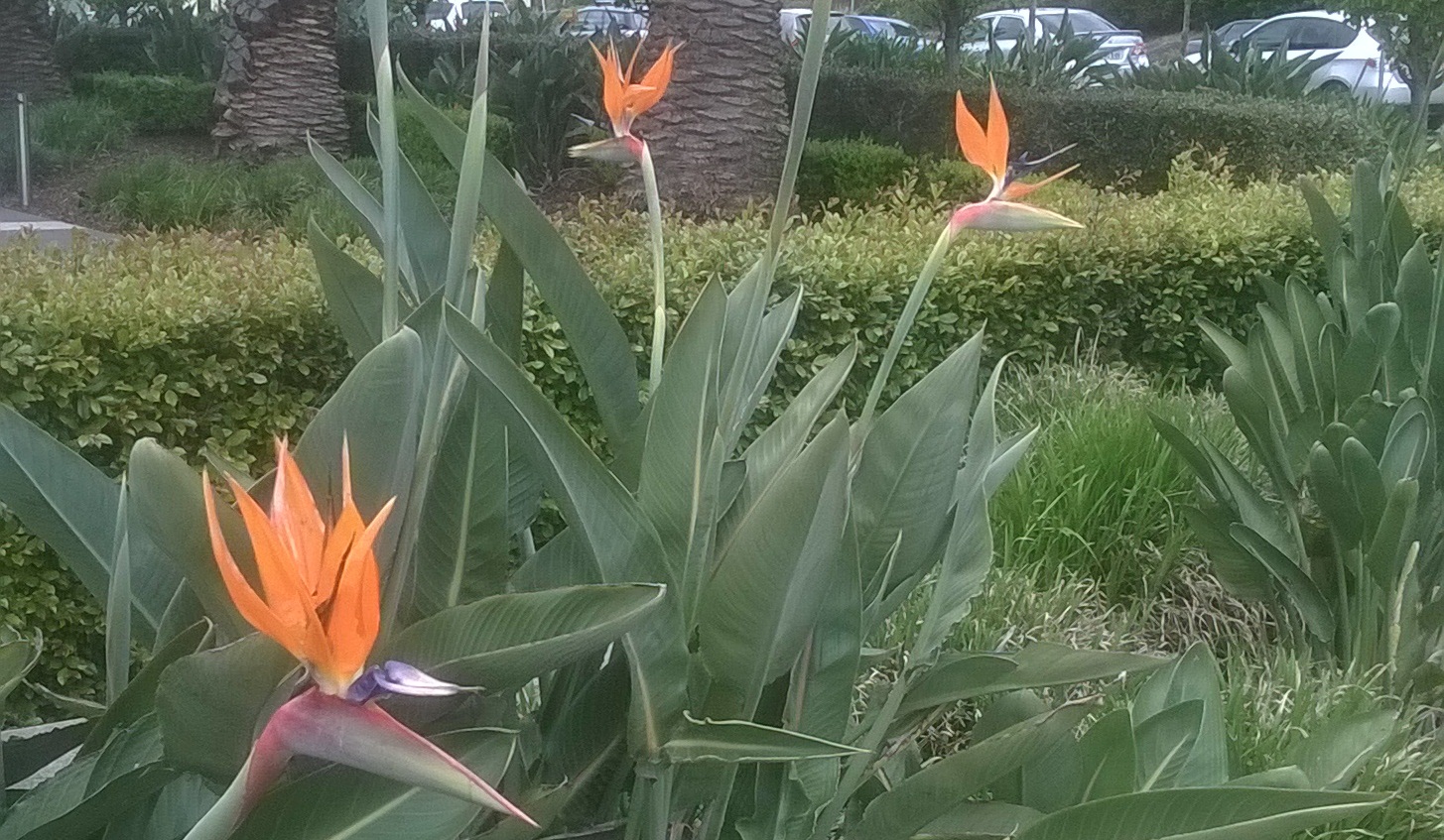 Strelitzia reginae - Alpine Nurseries