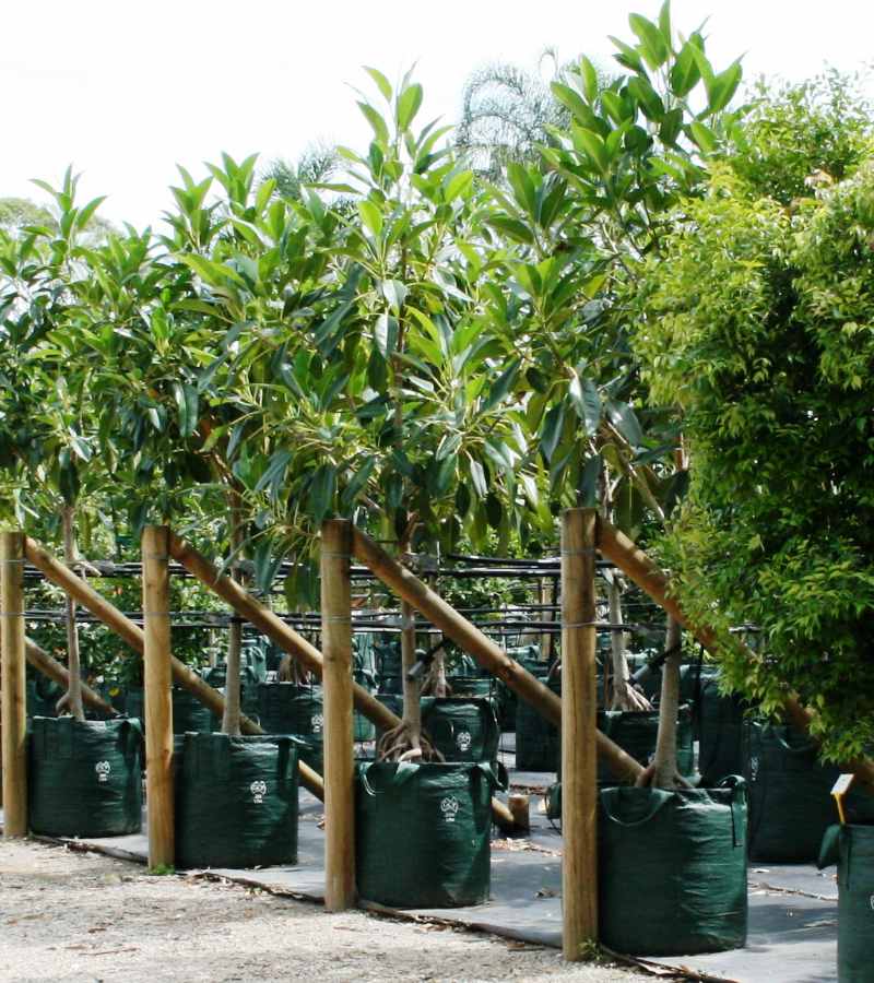 Availability list Ficus rubiginosa