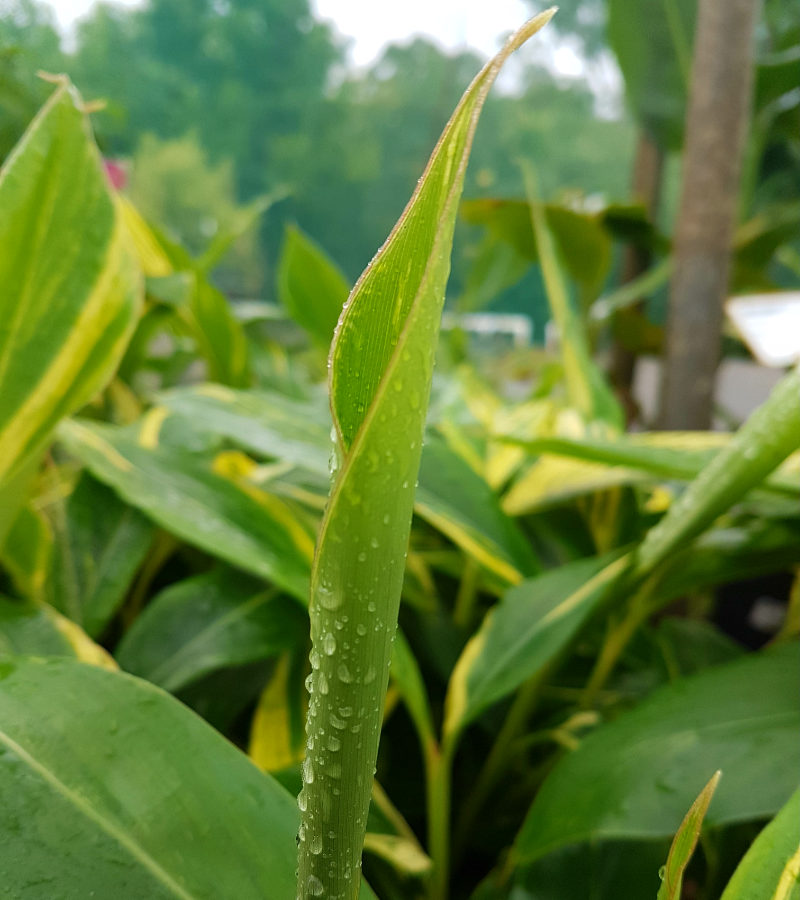 Find a plant Alpinia zerumbet