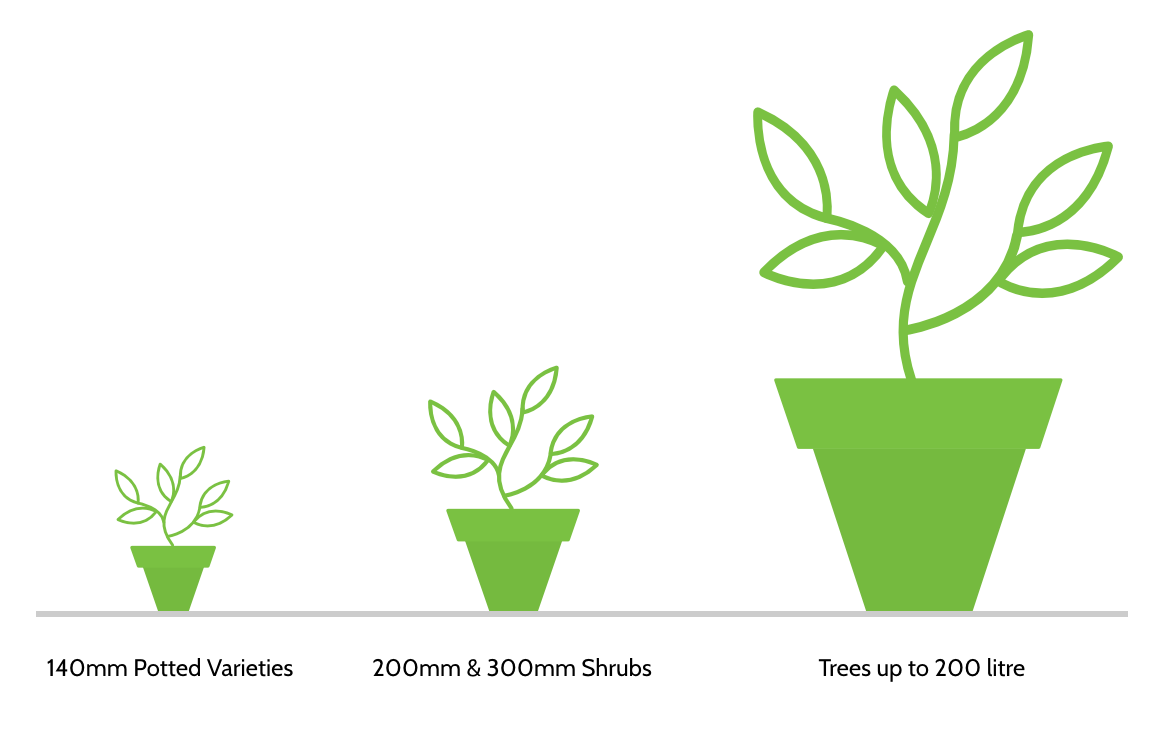 potted plant sizes icon
