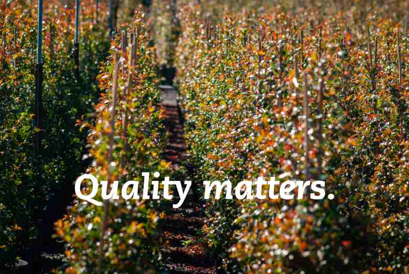 Alpine Nurseries Quality Matters