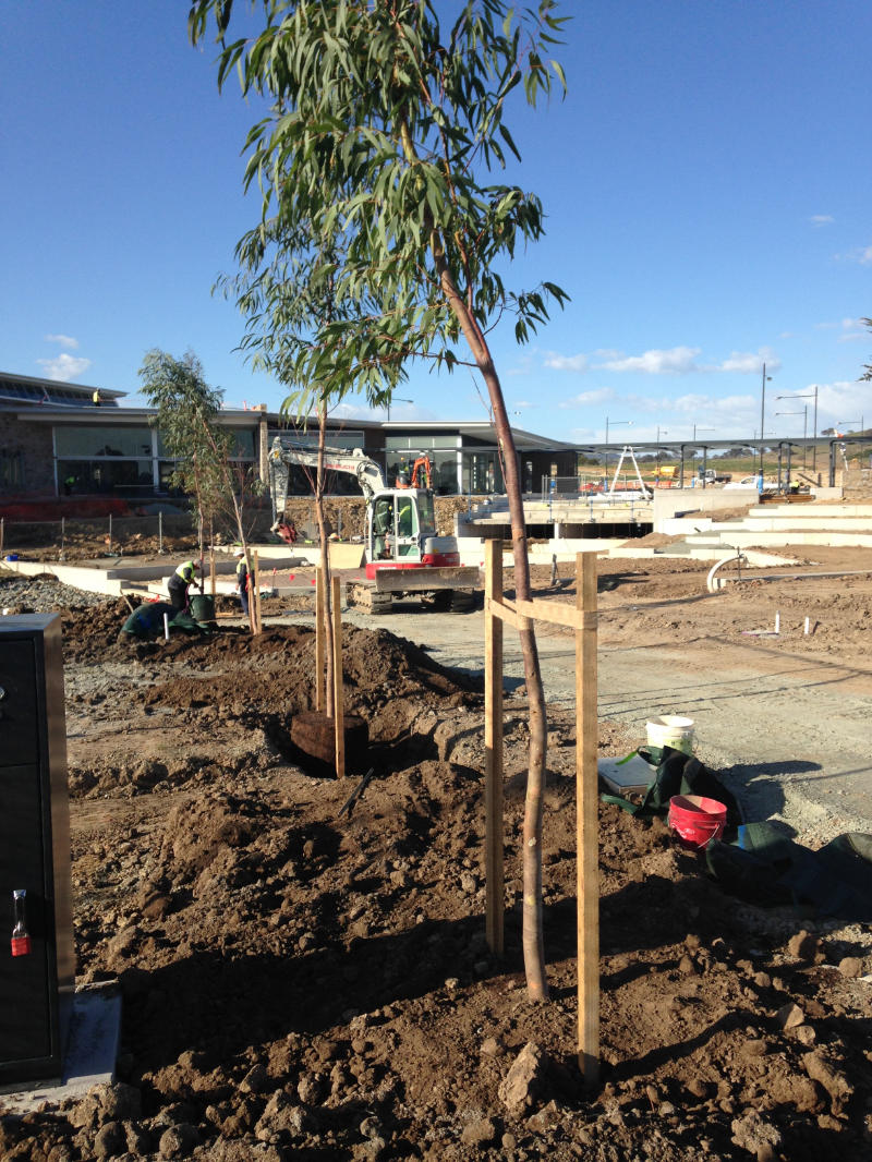 first trees planted at Googong 1 - 2013
